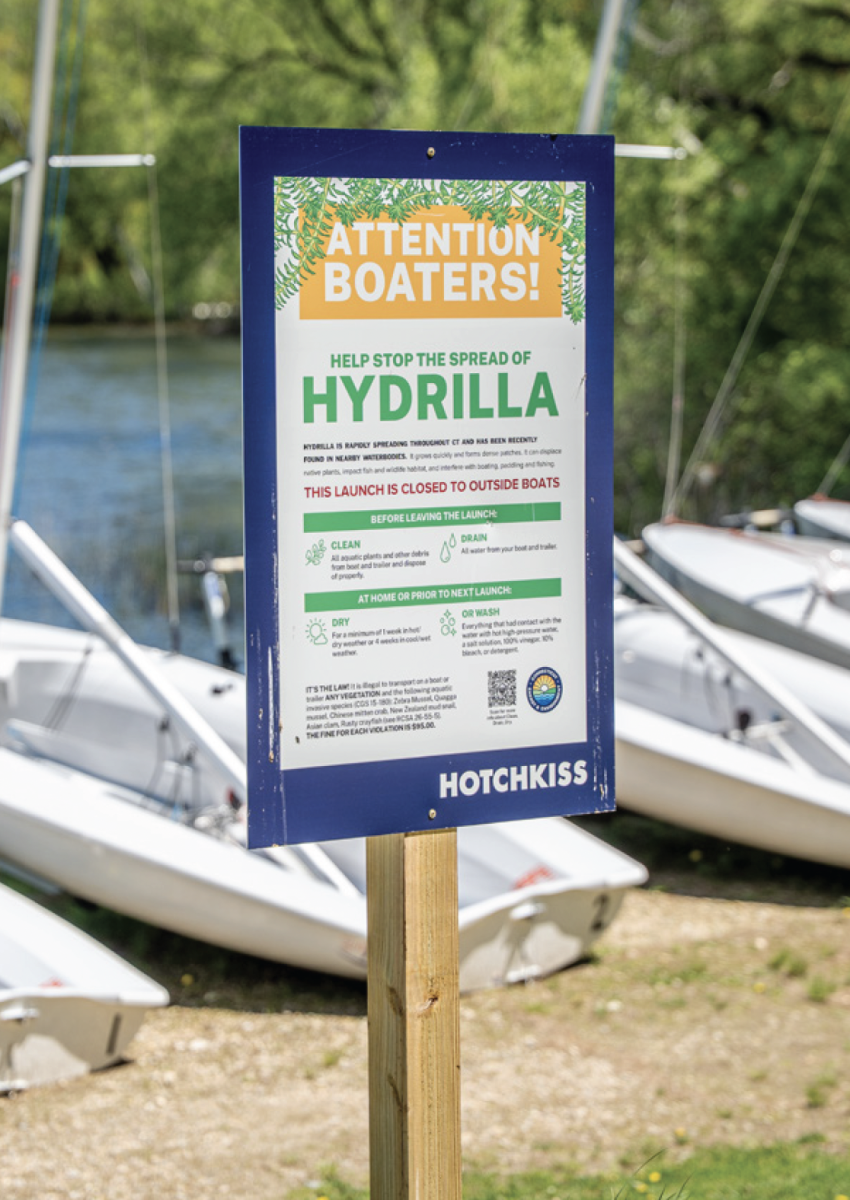 Invasive Hydrilla Endangers Local Lakes
